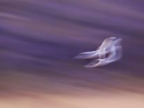 Sandhill Cranes Flying in Front of Full Moon, Bosque Del Apache National Wildlife Reserve-Ellen Anon-Photographic Print