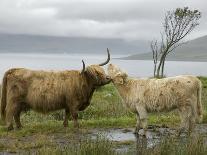 Highland Cows Courting and Grooming, Scotland-Ellen Anon-Photographic Print