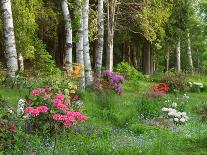 Garden and Forest in New Brunswick, Canada-Ellen Anon-Framed Photographic Print