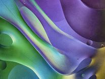 Abstract of Gilia Wildflowers, California, USA-Ellen Anon-Photographic Print