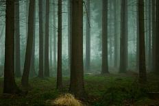Forever Forest-Ellen Borggreve-Photographic Print