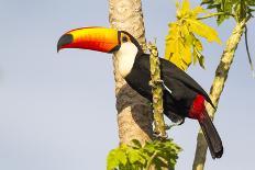 Brazil, Mato Grosso, the Pantanal. a Toco Toucan in a Papaya Tree-Ellen Goff-Photographic Print