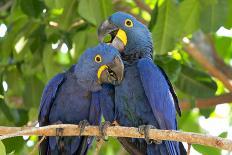 Brazil, Mato Grosso, the Pantanal. Pair of Hyacinth Macaws Cuddling-Ellen Goff-Photographic Print