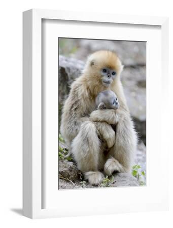 NOVITA 120 イエロー NATURAL MOUNTAIN MONKEYS NOVITA | NATURAL MOUNTAIN MONKEYS