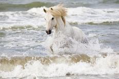 France, The Camargue, Saintes-Maries-de-la-Mer. Camargue horses running through water.-Ellen Goff-Photographic Print