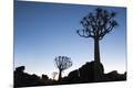 Premium Photographic Print