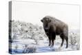 Stretched Canvas Print