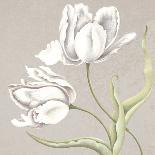 Soft Tulip I-Ellen Hudson-Art Print