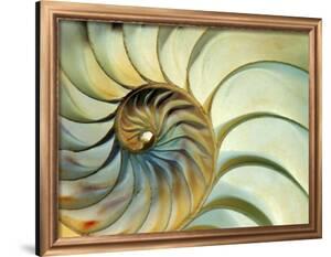 Close-up of Nautilus Shell Spirals by Ellen Kamp
