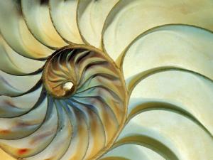 Close-up of Nautilus Shell Spirals by Ellen Kamp