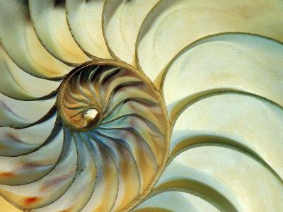 Close Up Of Nautilus Shell Spirals Photographic Print Ellen Kamp Art Com
