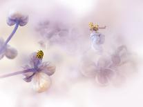Ladybirds On Pink Hydrangea.-Ellen Van Deelen-Stretched Canvas