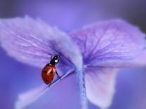 Ladybird on Purple Hydrangea-Ellen Van-Premier Image Canvas