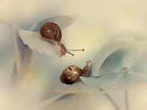 Snails-Ellen Van-Framed Photographic Print