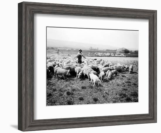 Ellensburg, WA, Goodwin Hogs, 1915-Asahel Curtis-Framed Giclee Print