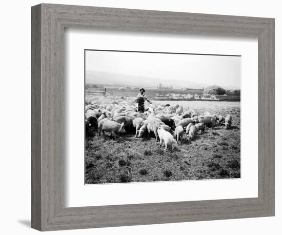 Ellensburg, WA, Goodwin Hogs, 1915-Asahel Curtis-Framed Giclee Print