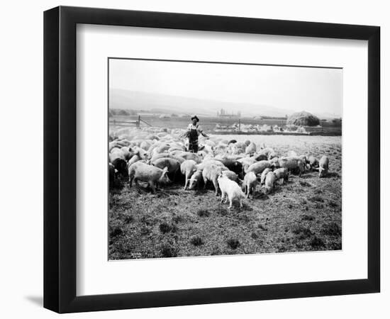 Ellensburg, WA, Goodwin Hogs, 1915-Asahel Curtis-Framed Giclee Print