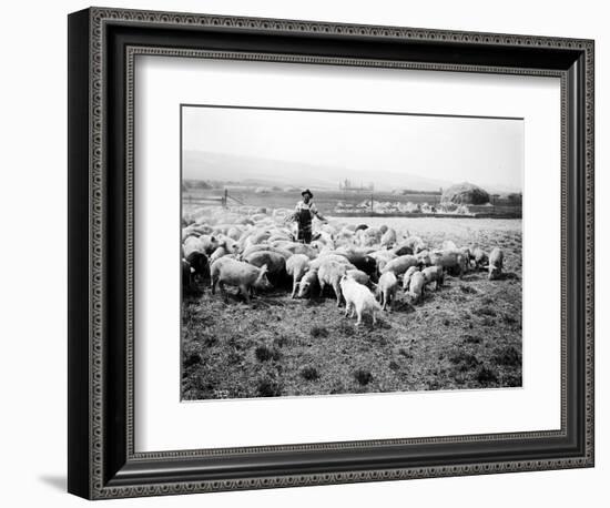 Ellensburg, WA, Goodwin Hogs, 1915-Asahel Curtis-Framed Giclee Print