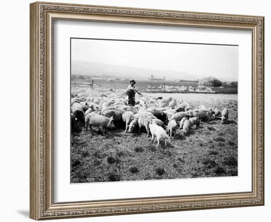 Ellensburg, WA, Goodwin Hogs, 1915-Asahel Curtis-Framed Giclee Print