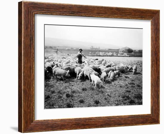 Ellensburg, WA, Goodwin Hogs, 1915-Asahel Curtis-Framed Giclee Print