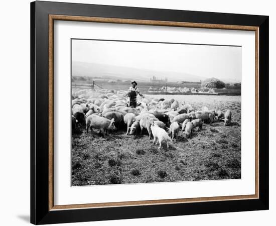 Ellensburg, WA, Goodwin Hogs, 1915-Asahel Curtis-Framed Giclee Print