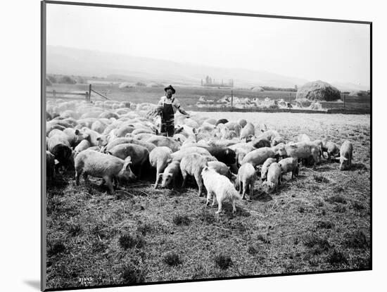 Ellensburg, WA, Goodwin Hogs, 1915-Asahel Curtis-Mounted Giclee Print