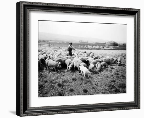 Ellensburg, WA, Goodwin Hogs, 1915-Asahel Curtis-Framed Giclee Print