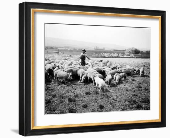 Ellensburg, WA, Goodwin Hogs, 1915-Asahel Curtis-Framed Giclee Print