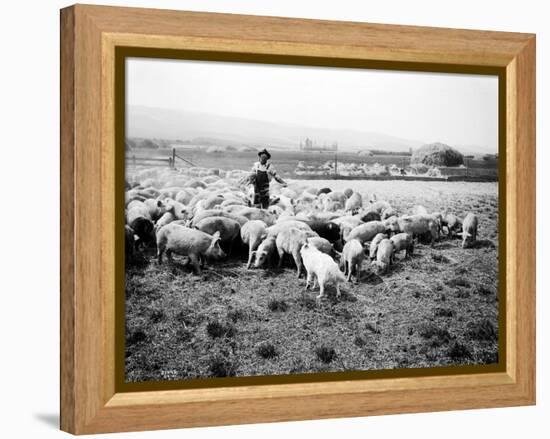 Ellensburg, WA, Goodwin Hogs, 1915-Asahel Curtis-Framed Premier Image Canvas