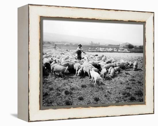 Ellensburg, WA, Goodwin Hogs, 1915-Asahel Curtis-Framed Premier Image Canvas