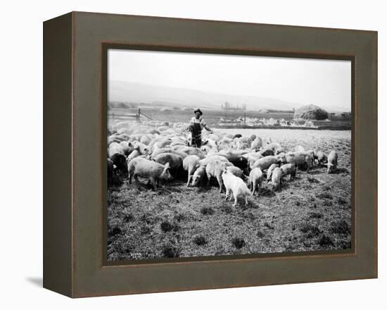 Ellensburg, WA, Goodwin Hogs, 1915-Asahel Curtis-Framed Premier Image Canvas