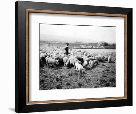 Ellensburg, WA, Goodwin Hogs, 1915-Asahel Curtis-Framed Premium Giclee Print