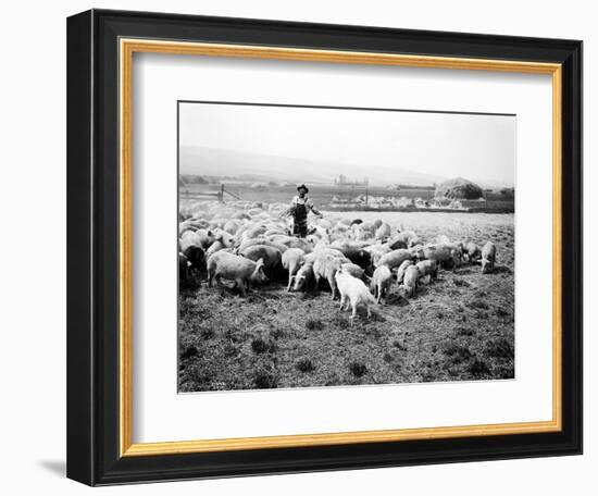 Ellensburg, WA, Goodwin Hogs, 1915-Asahel Curtis-Framed Premium Giclee Print