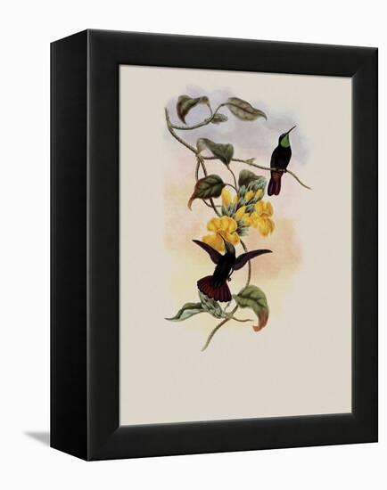 Elliot's Topaz, Lampornis Calosoma-John Gould-Framed Premier Image Canvas