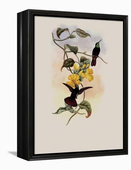 Elliot's Topaz, Lampornis Calosoma-John Gould-Framed Premier Image Canvas