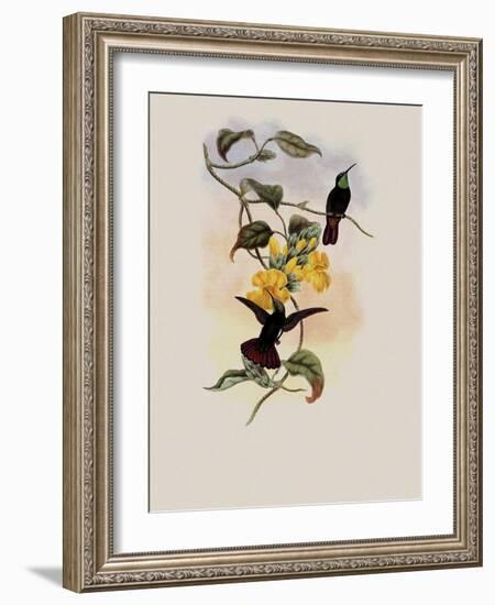 Elliot's Topaz, Lampornis Calosoma-John Gould-Framed Giclee Print