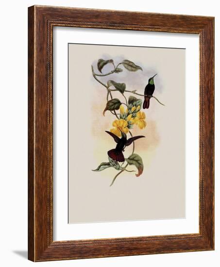 Elliot's Topaz, Lampornis Calosoma-John Gould-Framed Giclee Print