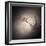 Elliptical Galaxy NGC 1316, HST Image-null-Framed Premium Photographic Print