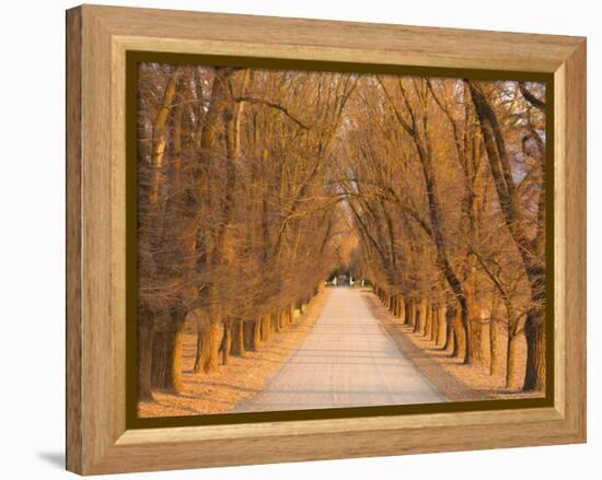 Elm Tree Alley, Wahgunyah, Victoria, Australia, Pacific-Jochen Schlenker-Framed Premier Image Canvas