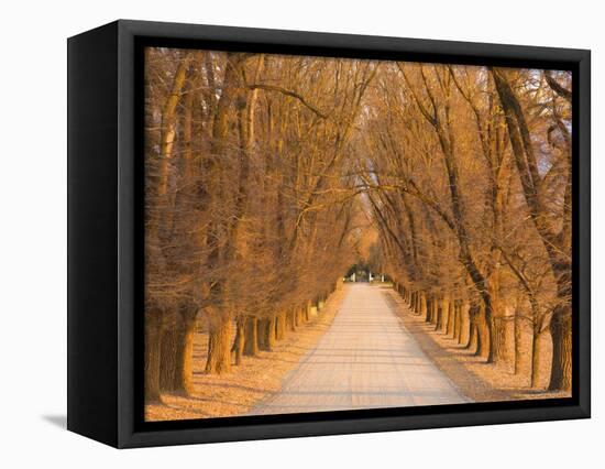 Elm Tree Alley, Wahgunyah, Victoria, Australia, Pacific-Jochen Schlenker-Framed Premier Image Canvas