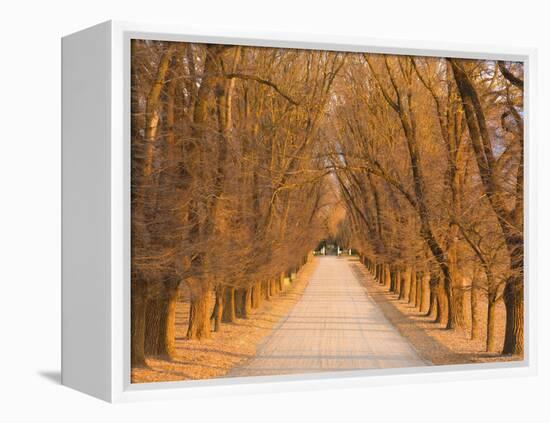 Elm Tree Alley, Wahgunyah, Victoria, Australia, Pacific-Jochen Schlenker-Framed Premier Image Canvas