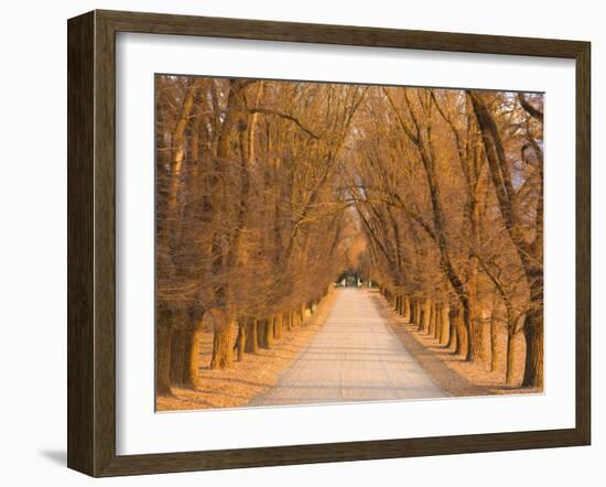 Elm Tree Alley, Wahgunyah, Victoria, Australia, Pacific-Jochen Schlenker-Framed Photographic Print