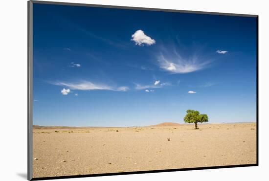 Elm Tree (Ulmus) in Gobi Desert, South Mongolia-Inaki Relanzon-Mounted Photographic Print