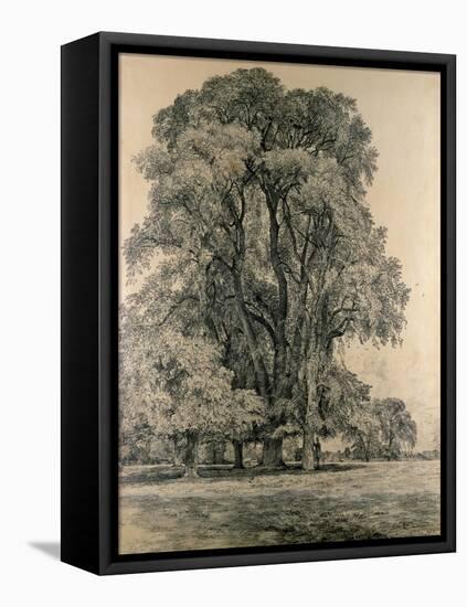 Elm Trees in Old Hall Park, East Bergholt, 1817-John Constable-Framed Premier Image Canvas