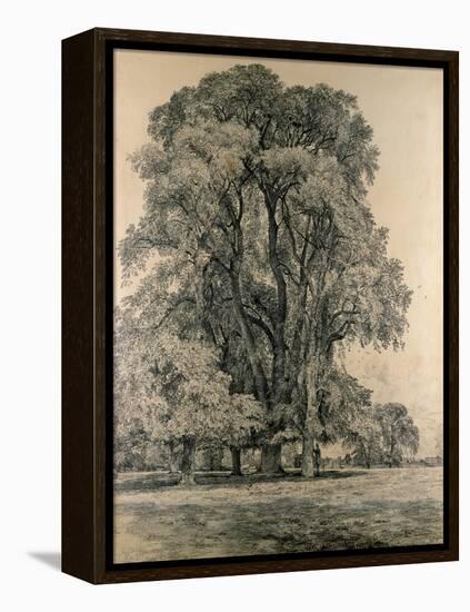 Elm Trees in Old Hall Park, East Bergholt, 1817-John Constable-Framed Premier Image Canvas