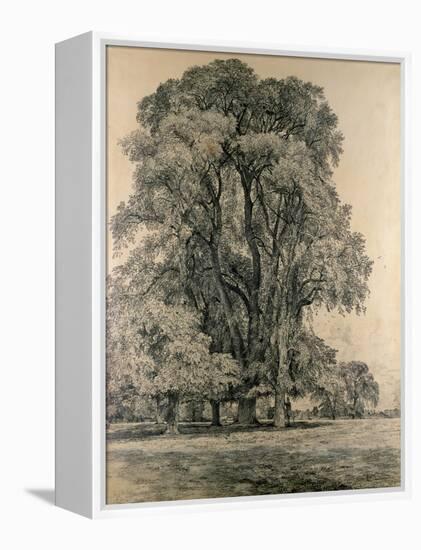 Elm Trees in Old Hall Park, East Bergholt, 1817-John Constable-Framed Premier Image Canvas