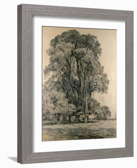 Elm Trees in Old Hall Park, East Bergholt, 1817-John Constable-Framed Giclee Print