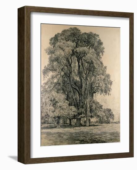 Elm Trees in Old Hall Park, East Bergholt, 1817-John Constable-Framed Giclee Print