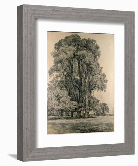 Elm Trees in Old Hall Park, East Bergholt, 1817-John Constable-Framed Giclee Print