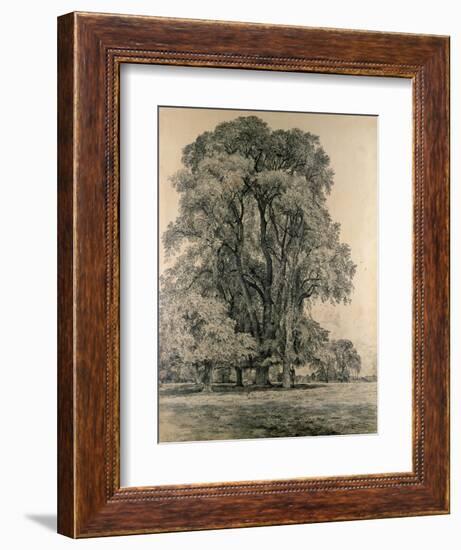 Elm Trees in Old Hall Park, East Bergholt, 1817-John Constable-Framed Giclee Print